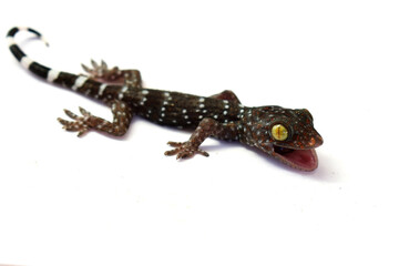 Beautiful colored gecko with yellow eyes crawling on a white background. 