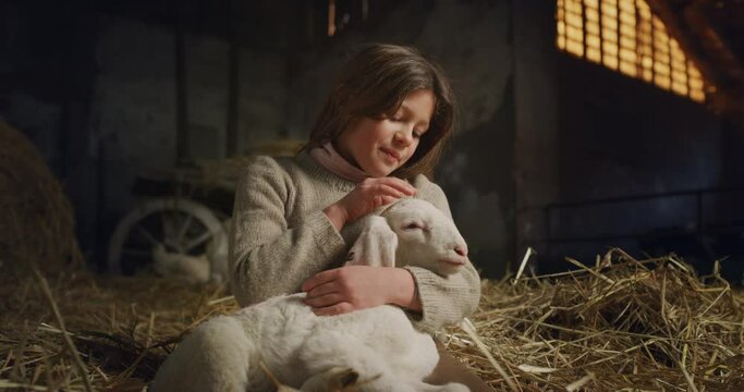 Cinematic shot of happy little girl caressing with love and care ecologically grown newborn lamb used for biological genuine wool industry in hay barn of countryside agricultural farm. 