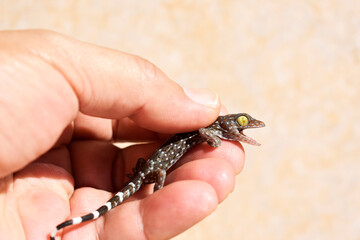 A polka-spotted baby gecko injured by a cat, in the gentle hands of a kind man, on a pale yellow wall background. 