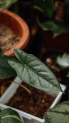 Alocasia Heterophylla Corazon Aquino 