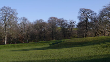 Naklejka na ściany i meble Trees and Grass in English Park in Winter