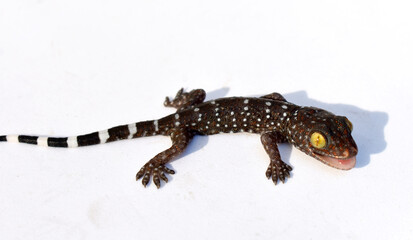 Beautiful colored gecko with yellow eyes crawling on a white background. 