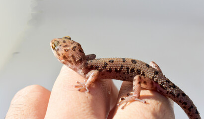 A striped fat lizard in his hand on a blue background 