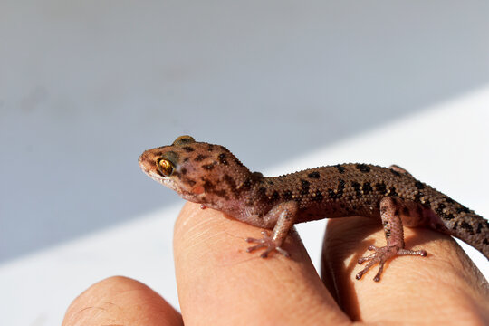 A striped fat lizard in his hand on a blue background 