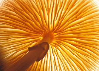 Close up beautiful picture of a mushroom taken from below in a tree. Background texture. Macro Photography View.