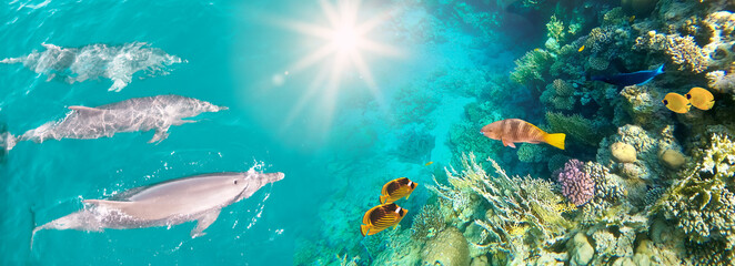 Underwater scene with dolphins and colorful coral reef full of red fish.