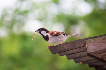 Common house sparrow sitting on satara