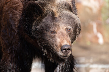 迫力あるヒグマ