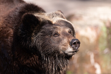 Obraz premium 迫力あるヒグマ