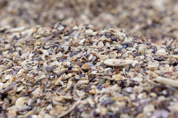 Pebbles with shells closeup photo