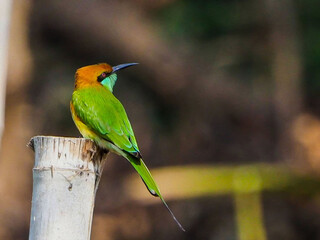 oil paint bird and light brown background.
