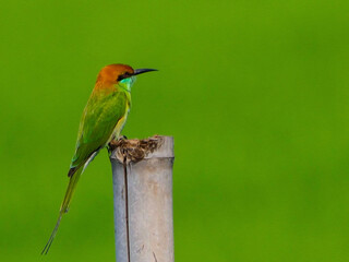 oil paint bird on green back ground.
