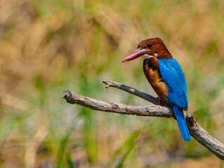 oil paint bird and light brown background.