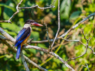 oil paint bird on green back ground.