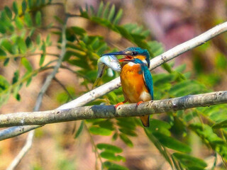 oil paint bird and light brown background.