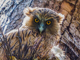 oil paint bird and light brown background.