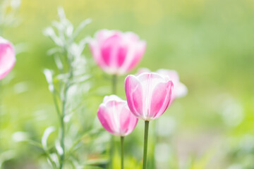 Obraz na płótnie Canvas White pink tulips in sunny spring day on a gentle yellow green background, nature background concept