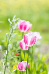 Pink tulips in sunny spring day on a gentle yellow green background, nature background concept, vertical view