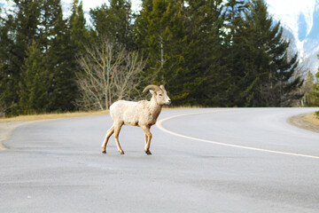 Big horn sheep rocky mountain crossing road