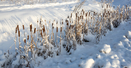 Winter cattail in a snow-covered ditch near the road