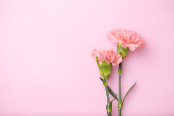 Carnation flowers on Pink background