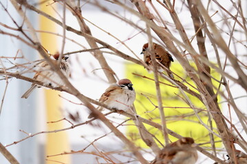 A sparrow sits on a rowan branch in winter and waits for food from the Russian people