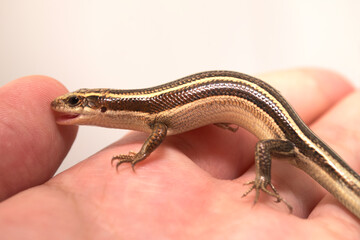 ヒガシニホントカゲのハンドリング