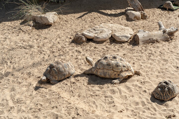 Dubai, United Arab Emirates – January 22, 2021, beautiful Animals in Dubai Safari Park (Dubai Zoo)