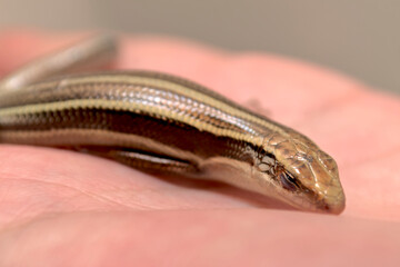 ヒガシニホントカゲのハンドリング