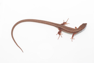 Obraz premium 白背景のニホンカナヘビ