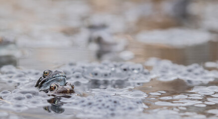 Common frog,toad,rana temporaria in pond with eggs
