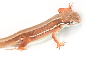 Naklejka premium 白背景のニホンカナヘビ