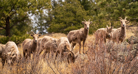 Obraz na płótnie Canvas Herd of bighorn sheep in the colorado mountains