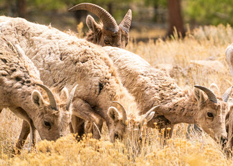 Herd of bighorn sheep in the colorado mountains