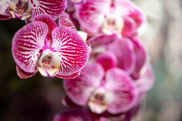 Beautiful blooming orchids in forest