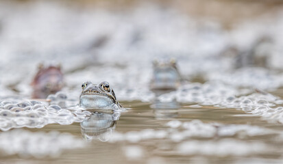 Common frog,toad,rana temporaria in pond with eggs