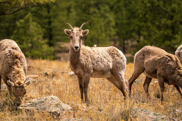 Naklejka na ściany i meble Herd of bighorn sheep in the colorado mountains