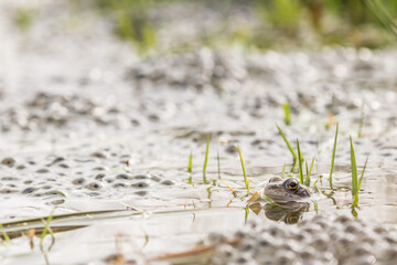 Common frog,toad,rana temporaria in pond with eggs