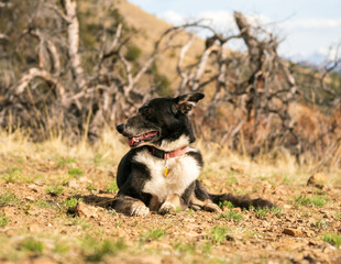 border collie dog