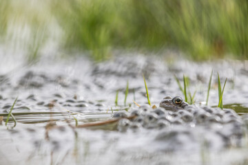Common frog,toad,rana temporaria in pond with eggs