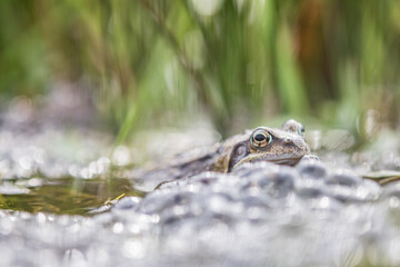 Common frog,toad,rana temporaria in pond with eggs