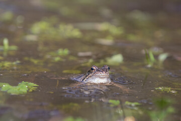 Common frog,toad,rana temporaria in pond with eggs