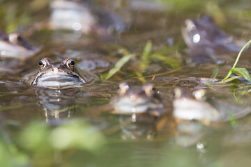 Common frog,toad,rana temporaria in pond with eggs