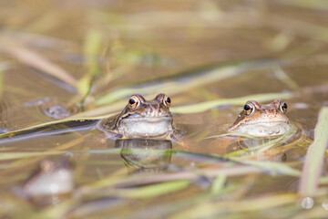Common frog,toad,rana temporaria in pond with eggs