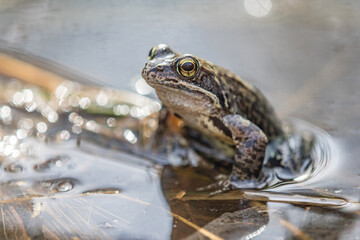 Common toad during migration