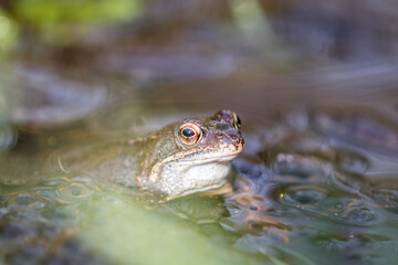 Common frog,toad,rana temporaria in pond with eggs