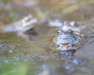 Common frog,toad,rana temporaria in pond with eggs