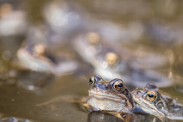 Common frog,toad,rana temporaria in pond with eggs