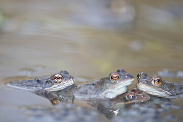 Common frog,toad,rana temporaria in pond with eggs
