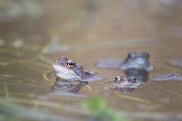 Common frog,toad,rana temporaria in pond with eggs